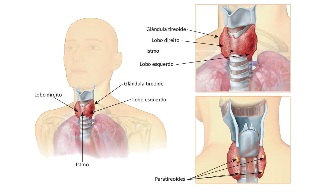 Cirurgia da Tireoide Como é e Indicações NICAP